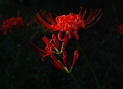 Oryginalny obrazek
