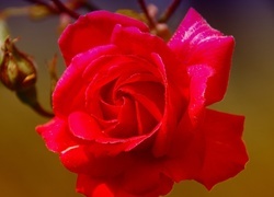 Oryginalny obrazek
