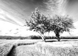 Szary + Sepia