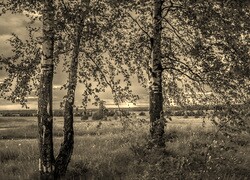 Szary + Sepia