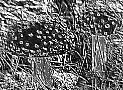 Skamielina
