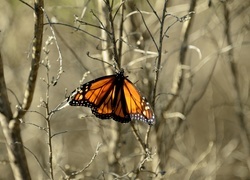 Oryginalny obrazek