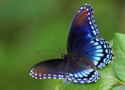 Oryginalny obrazek