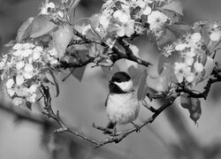 Szary
