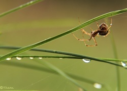 Oryginalny obrazek