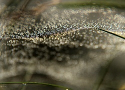 Oryginalny obrazek