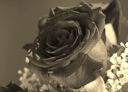 Szary + Sepia