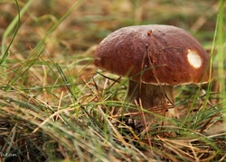 Oryginalny obrazek