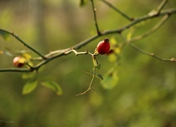 Oryginalny obrazek