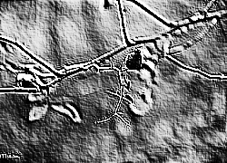 Skamielina
