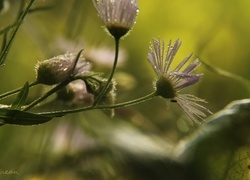Oryginalny obrazek