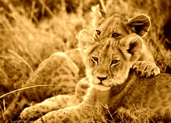 Sepia
