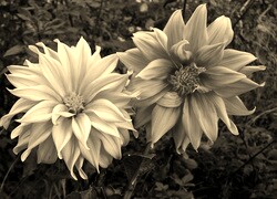 Szary + Sepia