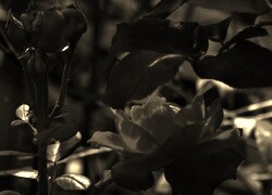 Szary + Sepia