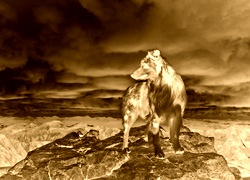 Sepia + Negatyw