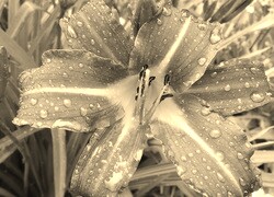 Sepia