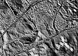 Skamielina