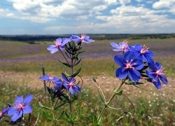 Oryginalny obrazek