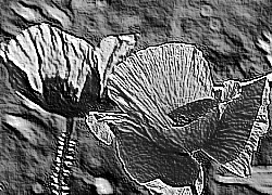 Skamielina