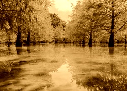 Sepia
