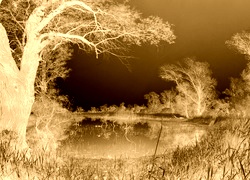 Sepia + Negatyw