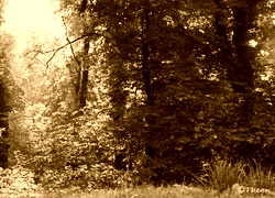 Sepia