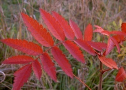 Oryginalny obrazek