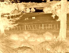 Sepia + Negatyw