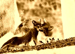 Sepia + Negatyw