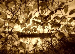 Sepia