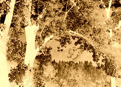 Sepia + Negatyw