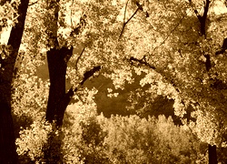 Sepia