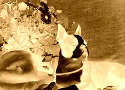 Sepia + Negatyw