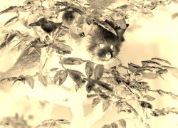 Sepia + Negatyw