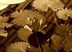 Sepia