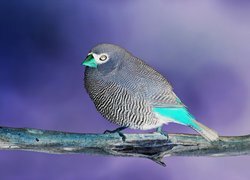 Negatyw