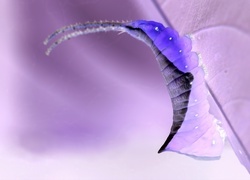 Negatyw