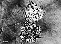 Skamielina