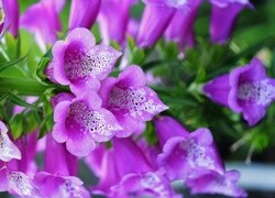 Oryginalny obrazek