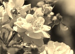 Szary + Sepia