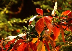 Oryginalny obrazek