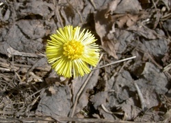 Oryginalny obrazek