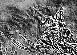 Skamielina