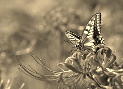Szary + Sepia