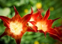 Oryginalny obrazek