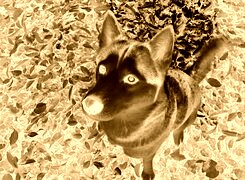 Sepia + Negatyw