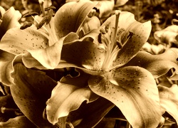 Sepia