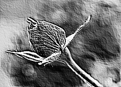 Skamielina