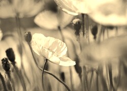 Szary + Sepia