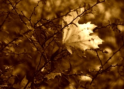 Sepia
